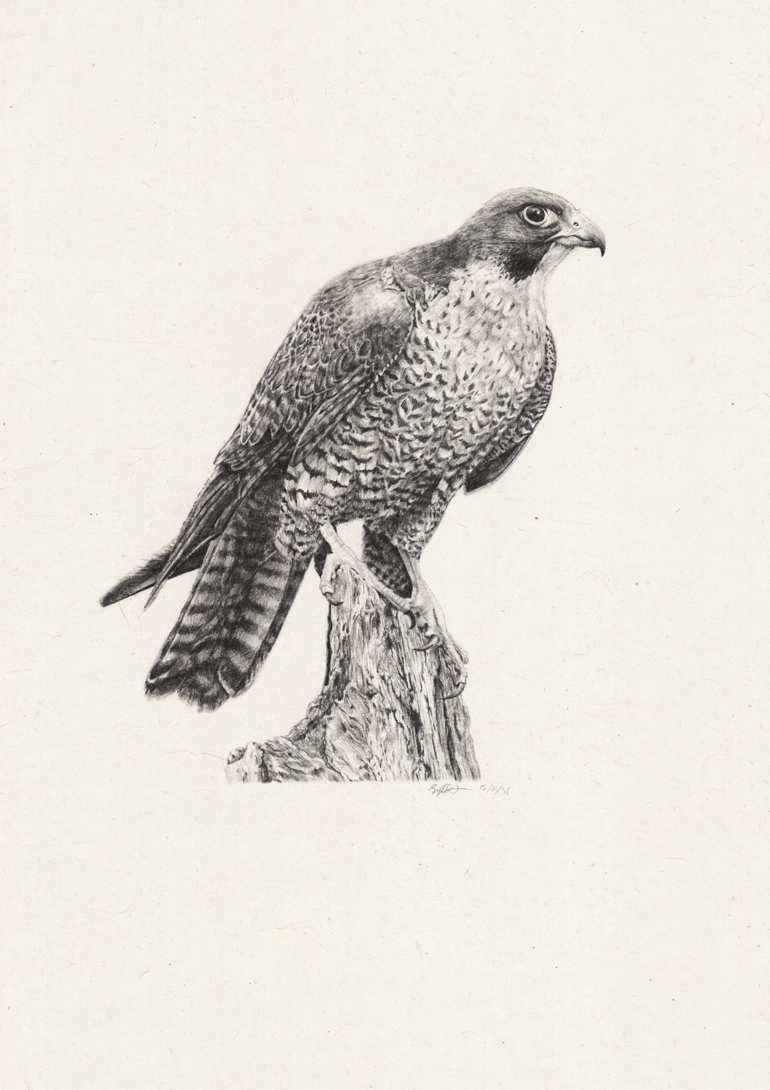 Exquisite Hand-Drawn Illustration of a Peregrine Falcon | Detailed Artwork of this Graceful Bird"