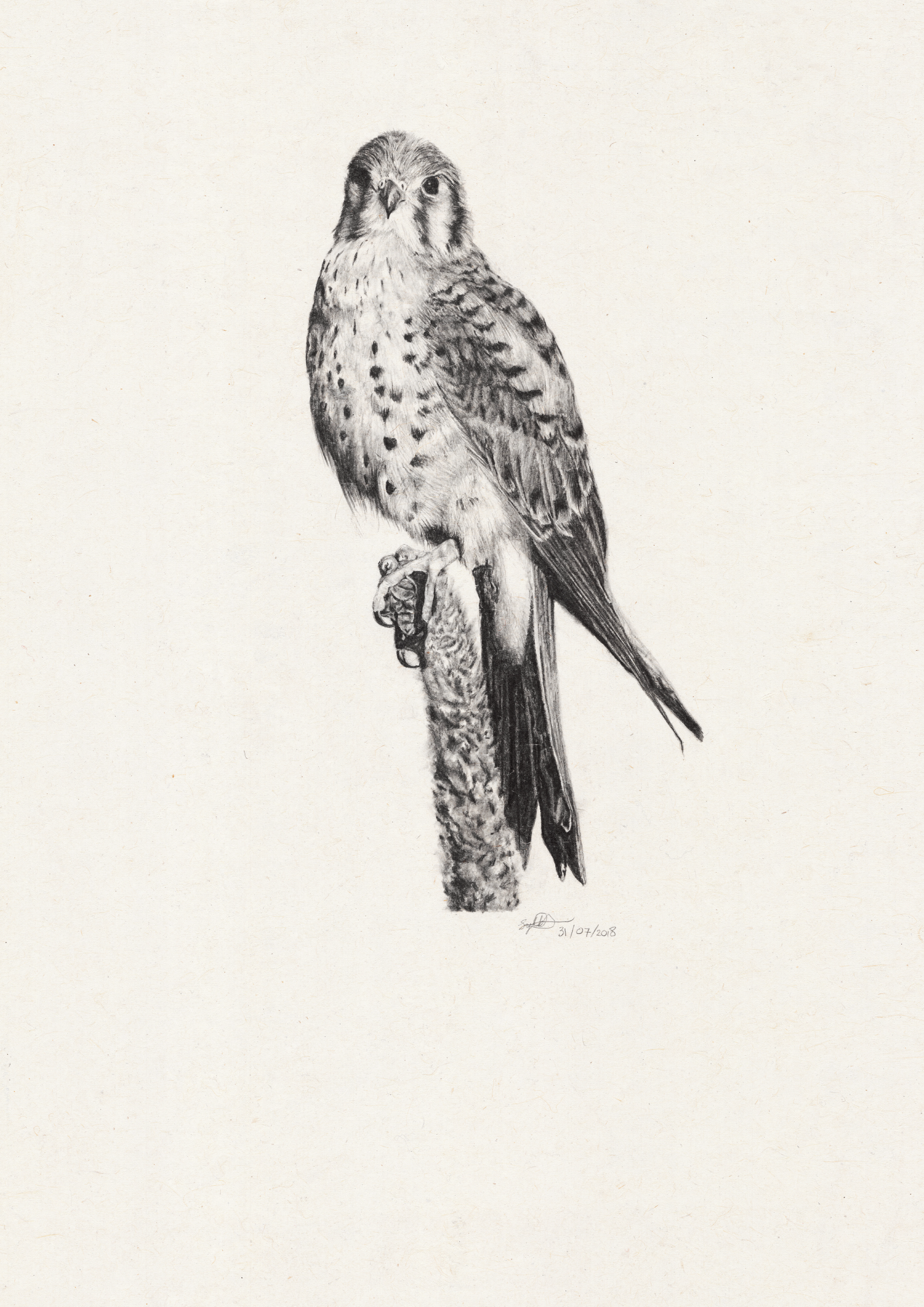 "Vibrant Hand-drawn Illustration of an American Kestrel Falcon | Colorful Bird of Prey with Distinctive Plumage"