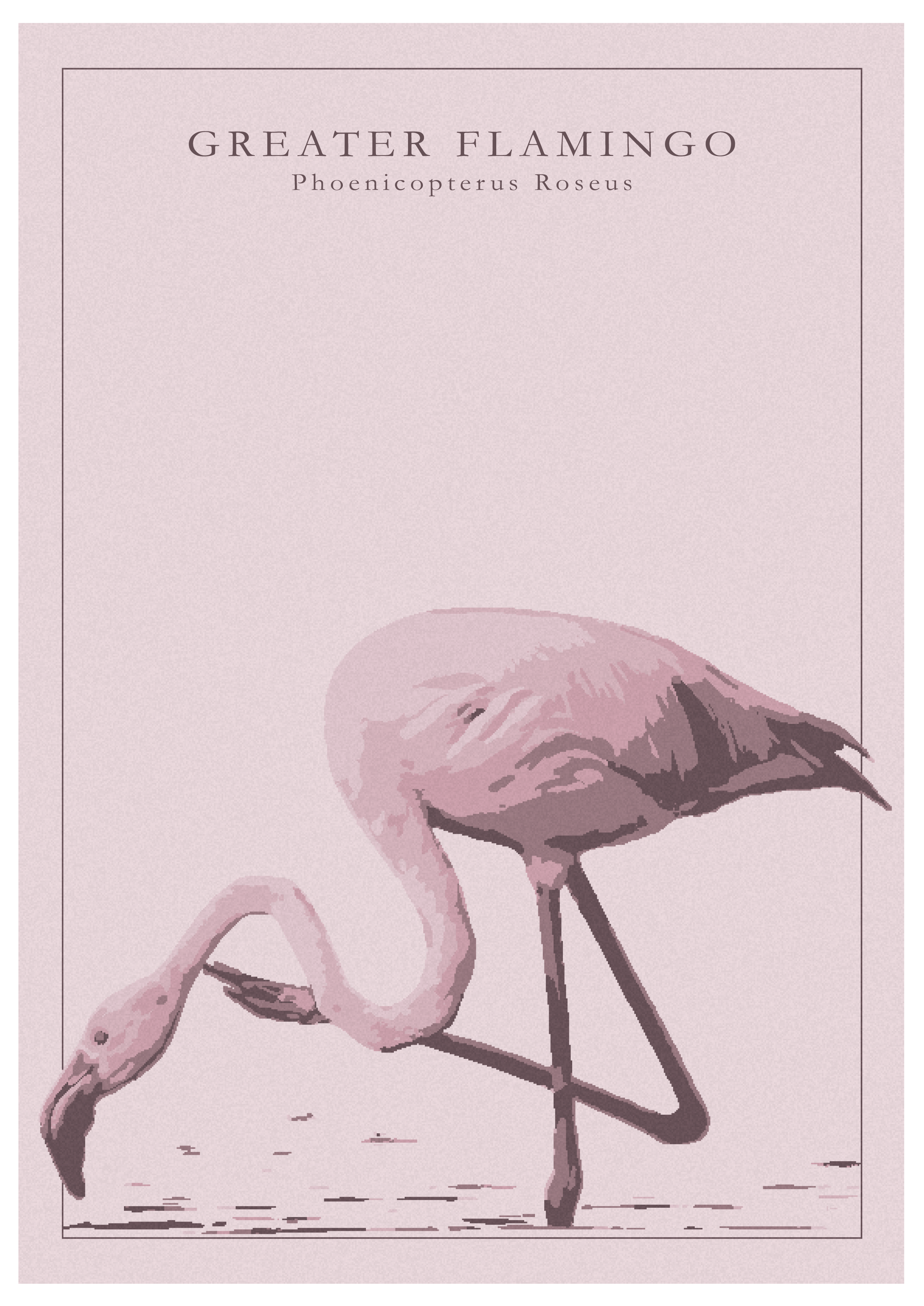 A graceful vector illustration of a Greater Flamingo, available for purchase as a print. The illustration showcases the flamingo's elegant, elongated neck and distinctive curved beak, set against a serene backdrop of soft pink hues. This artwork captures the beauty and poise of the Greater Flamingo, making it a captivating piece that can be enjoyed as a print.